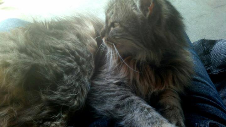 Moony the Cat Moony, my first cat
